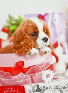 Additional photos: Cavalier King Charles Spaniel