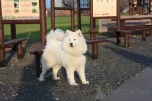 Additional photos: Samoyed puppies