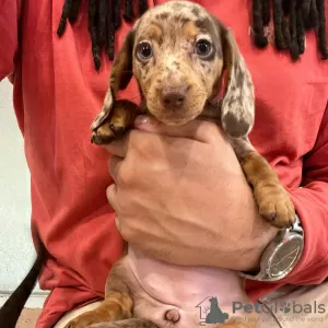 Photo №4. I will sell dachshund in the city of Berlin. private announcement - price - negotiated