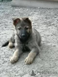 Additional photos: German Shepherd puppies