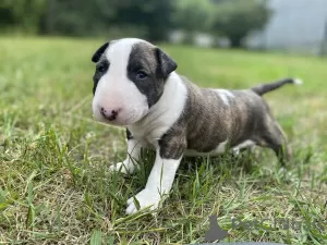 Additional photos: Bull terrier bull terrier standard FCI male/female