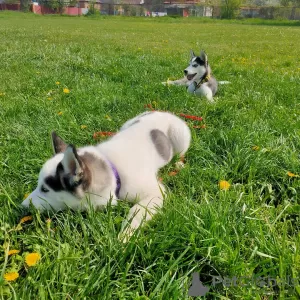 Additional photos: Siberian Husky Piebald