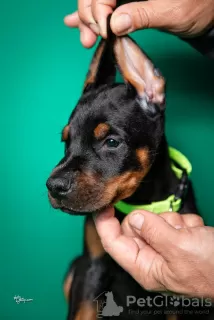 Additional photos: Doberman puppies