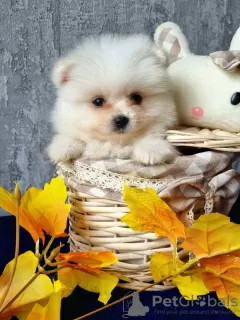 Photo №2 to announcement № 23513 for the sale of pomeranian - buy in Lithuania breeder