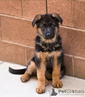 Photo №2 to announcement № 122133 for the sale of german shepherd - buy in United Kingdom private announcement, from nursery, from the shelter