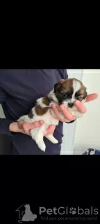 Additional photos: Insanely beautiful Shih Tzu puppies