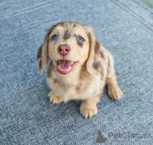 Additional photos: DACHSHUND PUPPY