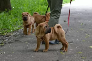 Additional photos: The girls are ready to move to loving households