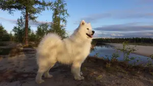 Photo №3. Purebred Samoyed puppies.. Russian Federation