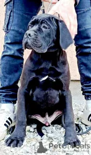 Additional photos: Cane Corso puppies