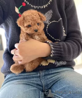 Photo №4. I will sell poodle (toy) in the city of Barcelona. private announcement, breeder - price - 402$