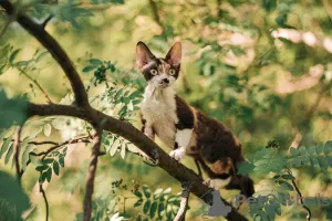 Photo №3. Devon rex. Russian Federation