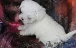 Photo №2 to announcement № 107495 for the sale of maltese dog - buy in Germany private announcement