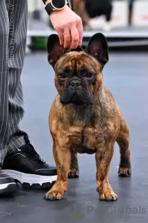 Photo №1. french bulldog - for sale in the city of Lidosta 