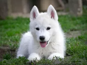 Photo №1. siberian husky - for sale in the city of Ниш | 282$ | Announcement № 128115