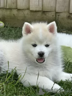 Additional photos: Our last 2 mini blue eyed pomskies