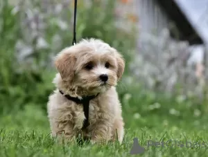 Photo №2 to announcement № 11651 for the sale of poodle (toy) - buy in Latvia breeder