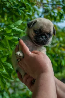 Photo №3. Pug. Ukraine