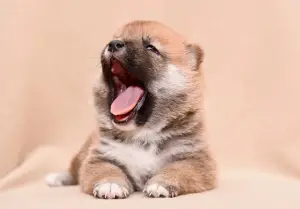 Photo №2 to announcement № 4006 for the sale of shiba inu - buy in Russian Federation breeder