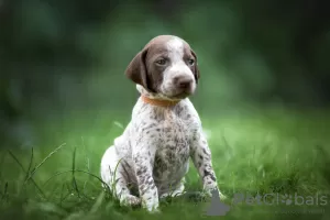 Photo №3. Shorthaired Pointer puppies. Belarus