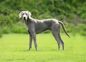 Photo №1. Mating service - breed: weimaraner. Price - 200$