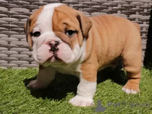 Photo №2 to announcement № 53856 for the sale of english bulldog - buy in Bulgaria private announcement