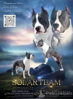 Photo №1. american staffordshire terrier - for sale in the city of Borisov | 634$ | Announcement № 105915