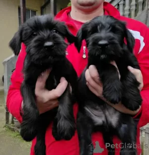 Photo №4. I will sell giant schnauzer in the city of Kruševac.  - price - negotiated