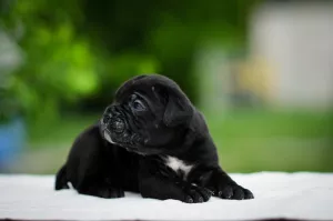 Photo №1. cane corso - for sale in the city of Chernigov | 225$ | Announcement № 6587