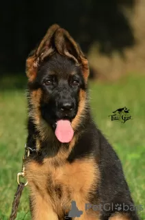 Photo №3. TSARI & GRANT German Shepherd Kennel offers puppies. Ukraine