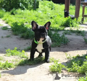 Additional photos: French bulldog puppy, female show class FCI