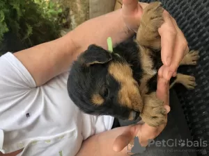 Photo №3. Airedale terrier pupies for sell. Lithuania