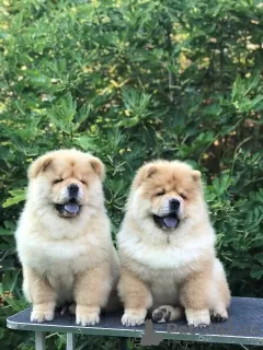 Additional photos: Chow Chow, wonderful puppies