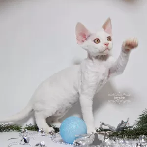 Photo №4. I will sell devon rex in the city of Москва. breeder - price - 1100$