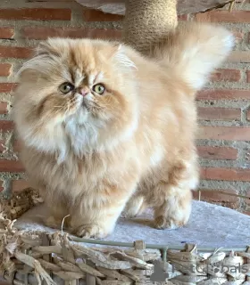 Photo №1. persian cat - for sale in the city of Oostkamp | Is free | Announcement № 128931