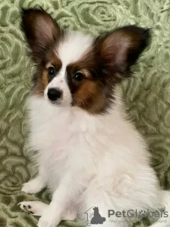 Additional photos: papillon puppies