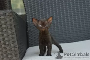 Photo №3. Tested Devon Rex kittens with available for sale to Caring homes. Germany