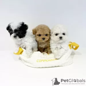 Photo №2 to announcement № 56352 for the sale of poodle (royal) - buy in United States breeder