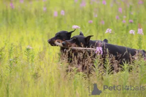 Additional photos: Dobermann puppies - Dan Smile Helgi and Adal Eskae Vangard, born on 25.08.2020.