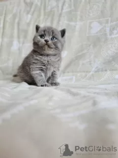 Photo №3. 12 weeks old British Shorthair Kittern.. Greece