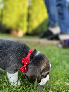 Additional photos: Elite Beagle puppies