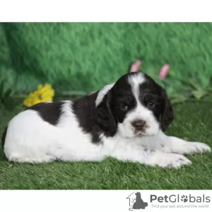 Photo №1. american cocker spaniel - for sale in the city of Bogotá | 100$ | Announcement № 45699