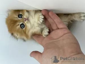 Photo №3. Scottish fold golden kitten. Russian Federation