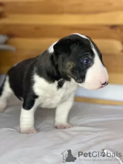 Additional photos: Lauras Dream FCI miniature bull terrier