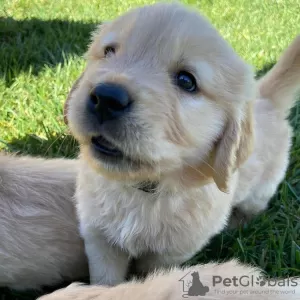 Photo №3. Healthy cute adorable and socialized Golden retriever puppies available now for. Germany