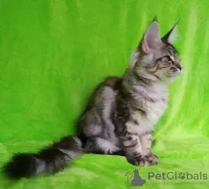 Photo №1. maine coon - for sale in the city of Barnaul | negotiated | Announcement № 43592