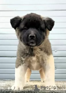 Additional photos: American Akita, puppies with exhibition character