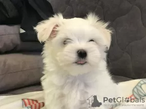 Additional photos: Sale of elite puppies of the Maltese lapdog with an excellent pedigree