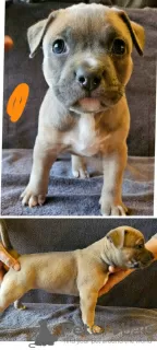 Photo №4. I will sell american bully in the city of Løgstrup. private announcement - price - Is free