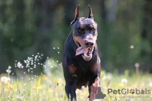 Additional photos: Dobermann puppies - Dan Smile Helgi and Adal Eskae Vangard, born on 25.08.2020.